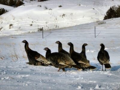 Underwear Gnomes and Turkeys Image